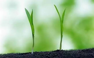 注意 植物激素使用五大誤區 用不對會減產