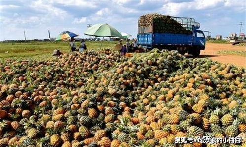 菠蘿一斤2元,鳳梨賣9元,為何農民不選擇種植鳳梨