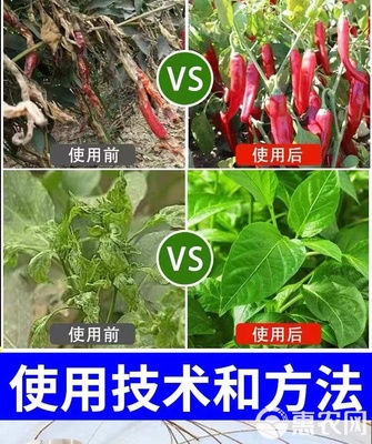 專治辣椒爛尖辣椒病毒病專用藥辣椒膨大拉直增產無激素辣椒葉面肥