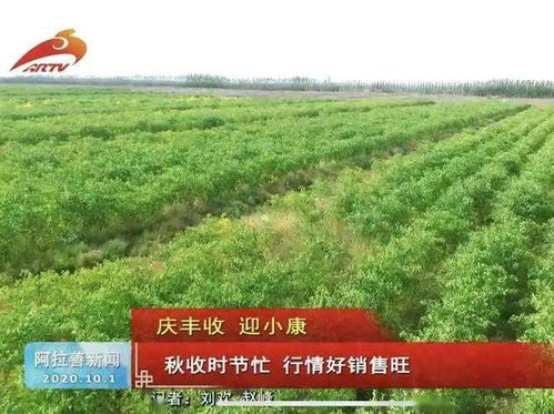秋收時節忙 行情好銷售旺