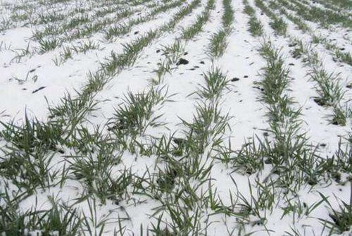 2月份出現降雪,農作物生長受影響,4大類作物要這樣管理