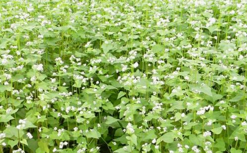 護農 撂荒地八大類特色作物典型種植模式