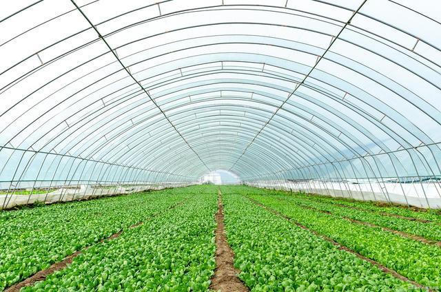 環境監控技術助力溫室大棚種植,提高管理效率,產品質量!|農作物|蔬菜