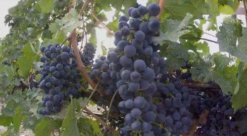 農民種植這種普通的農產品 每畝投入3萬元 一年凈賺30多萬