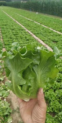 蔬菜種植技術(shù)革新:開(kāi)啟財(cái)富新紀(jì)元