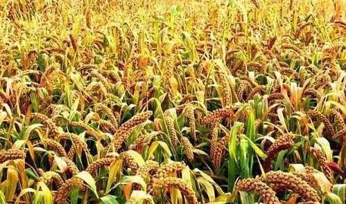 為什么古代打仗總?cè)奔Z 和平時(shí)期這么多人也要吃飯啊