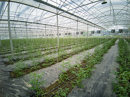 大棚蔬菜種植地
