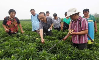 這幾種肥料巧妙用,不用打藥也能輕松防治作物多種病蟲(chóng)害