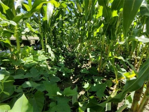 沙灣區(qū) 農(nóng)作物科學(xué)復(fù)合種植促增收