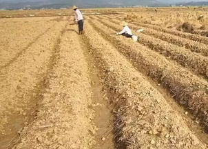 間作套種,對(duì)馬鈴薯的商品性有影響嗎 需要注意什么