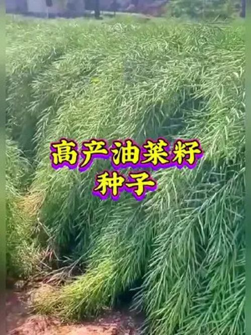 服務(wù)三農(nóng) 農(nóng)業(yè)種植 優(yōu)質(zhì)農(nóng)產(chǎn)品