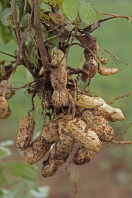 花生,農(nóng)作物,被連根拔出,花生屬,垂直畫幅