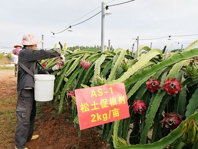 土壤調理與修護對經濟作物種植的影響