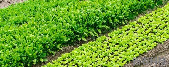 秋季種植什么農作物 南方秋季種植什么農作物好