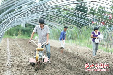 種植大戶準備在大棚里種冬令作物