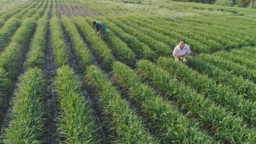 豆類作物當 化肥 ,這種原始做法為啥連中科院專家都點贊