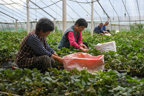山東泰安 農業合作社特色種植富鄉村