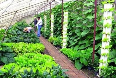 村官嘗試種植新品農作物,帶動鄉親實現瓜菜種植零突破