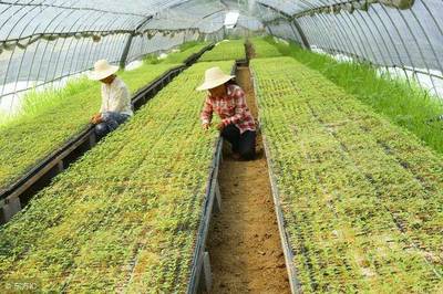 農產品及植物中農藥殘留污染的來源及檢驗方法