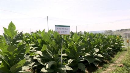 連城縣開展高效經濟作物的引種試驗和示范種植