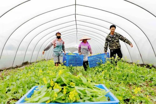 來了 慶豐農民500多畝蔬菜搶 鮮 上市