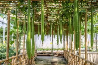 免費(fèi) 深圳這個(gè)地方150畝油菜花盛開啦 大部分人還不知道