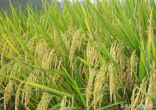 世界三大糧食作物的種植區(qū)域分布