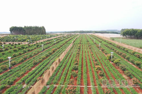 荔枝紅拔窮根 湛江田豐村扶貧工作 豐收