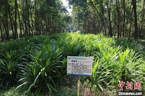 耕作學博士 我為海南橡膠樹尋找 種植搭子