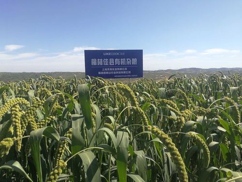 高粱米這樣吃準沒錯 試試看吧