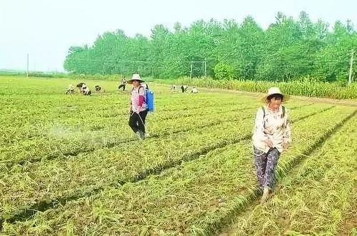 復硝酚鈉,用處很大 各種作物怎么用 答案來啦