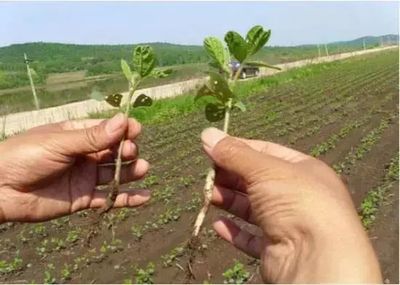 你種植的農(nóng)作物根系生長慢,原來是這些因素導致的!