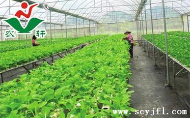 蔬菜有機(jī)肥