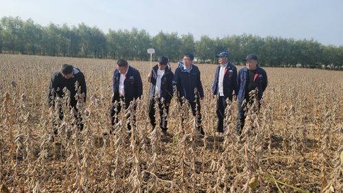 鹽堿地也能種出 金豆子 浩淞農(nóng)業(yè)鹽堿地作物栽培技術(shù)有新突破