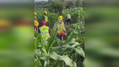 傳村民在基本農(nóng)田種非糧食作物 大量工作人員持電鋸到場(chǎng)清除