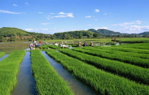 中檢聯(lián)合體 山西原平市市場(chǎng)監(jiān)管局創(chuàng)建標(biāo)準(zhǔn)化示范區(qū)推進(jìn)特色高效農(nóng)業(yè)