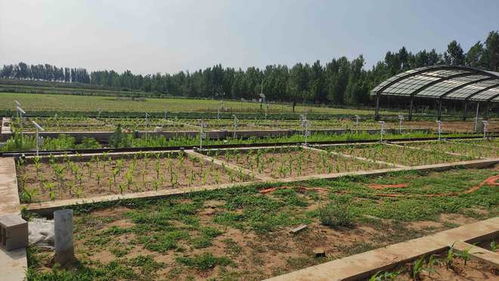 土壤墑情監測系統讓農作物種植灌溉更科學