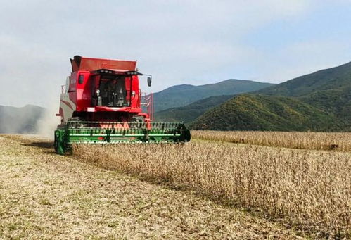 今年,我州糧食作物普遍長勢良好,有望突破19億公斤