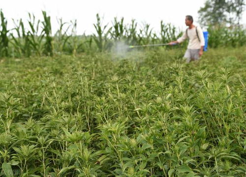 2022年種什么賺錢 4種類型的作物作參考,好好種畝收益很高