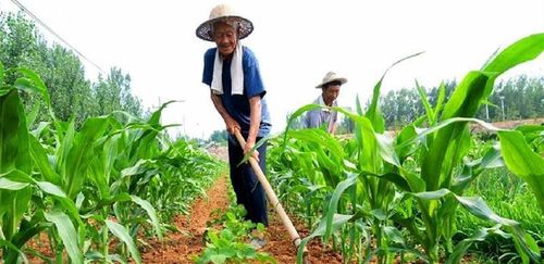 玉米漲價,化肥隨后就跟著漲,農民也有預料,到底是誰在抬價