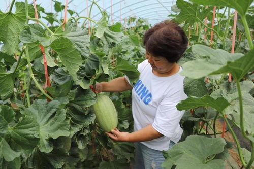 河南沁陽市崇義鎮(zhèn) 經(jīng)濟作物效益好 特色種植 花樣 多