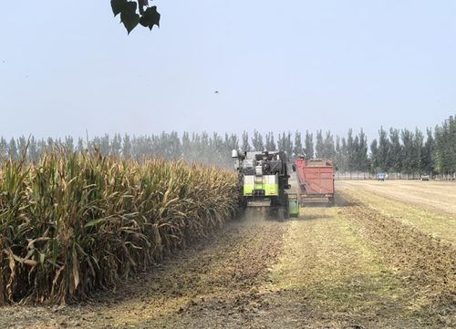 汶上縣南站街道 大豆玉米 手牽手 一田雙收 巧增收