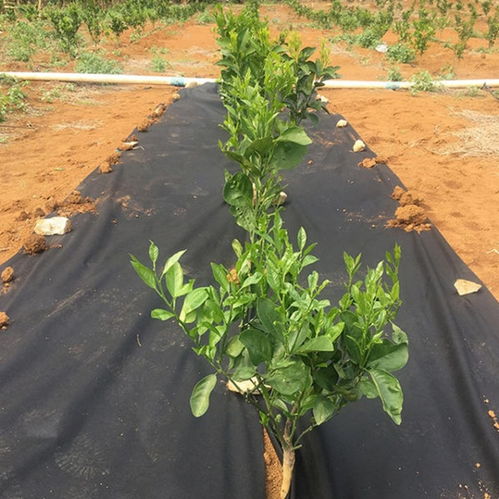 【廠家直銷農(nóng)用除草布pp防草布編織布】- 