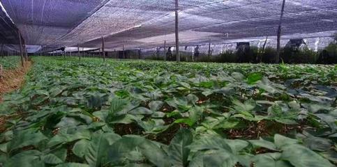 中國(guó)人的種植天賦太可怕了,又一個(gè)美國(guó)特產(chǎn)變成“白菜價(jià)”