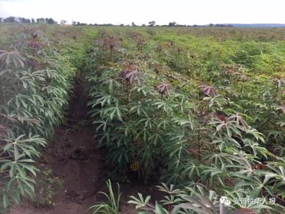 南寧中熱農(nóng)業(yè)設(shè)備(圖)_園林種植設(shè)備_種植設(shè)備
