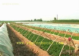 山東萊陽(yáng)一品蔬菜開發(fā)中心 熱賣促銷 阿土伯網(wǎng)