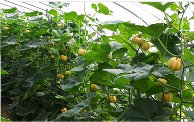 陜西咸陽(yáng)特產(chǎn)迷你小南瓜(又名小金瓜、金菊瓜)