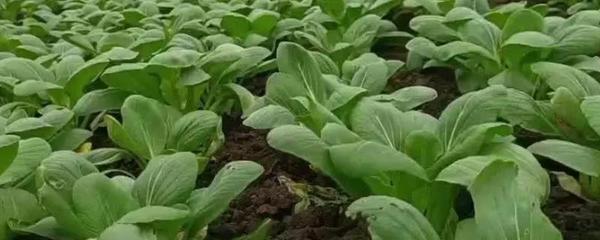 上海青的種植方法,一般采取條播