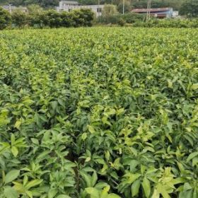 象山大徐農(nóng)地種植基地