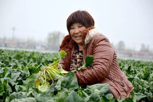 大辛村 蔬菜喜豐收 農(nóng)戶笑開(kāi)顏